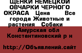 ЩЕНКИ НЕМЕЦКОЙ ОВЧАРКИ ЧЕРНОГО ОКРАСА › Цена ­ 1 - Все города Животные и растения » Собаки   . Амурская обл.,Константиновский р-н